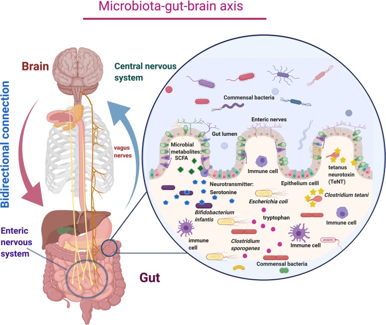 Microbiota Gut Brain Axis