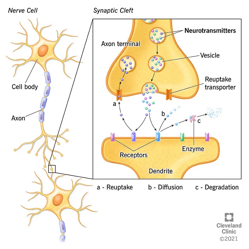 what-are-neurotransmitters